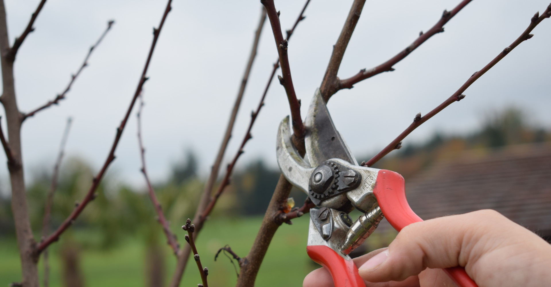 Ein gepflegter Garten ist eine Oase der Entspannung und Erholung